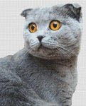 (image for) Grey Scottish Fold